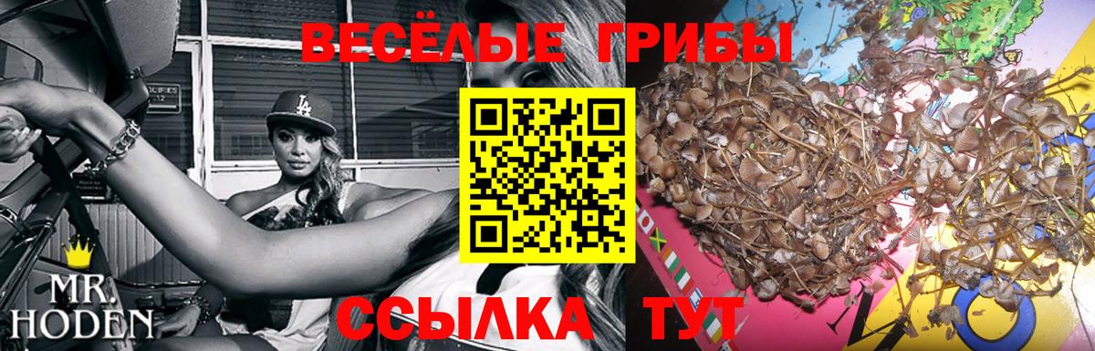 Галлюциногенные грибы Psilocybe Учалы